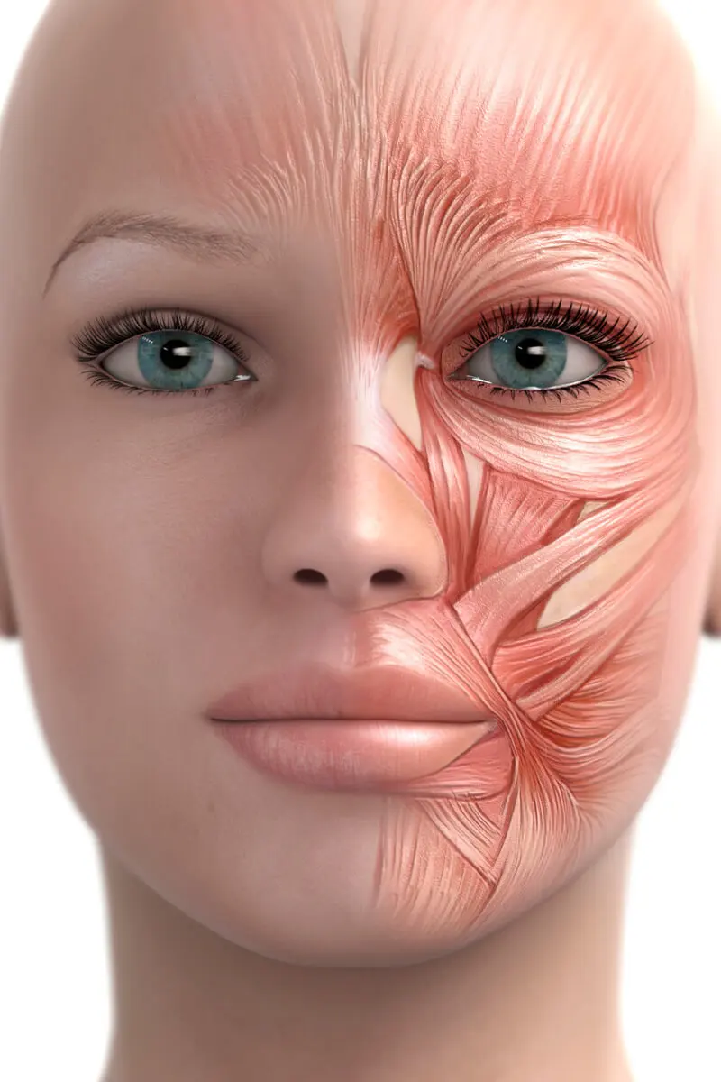 Facial muscles wrinkles