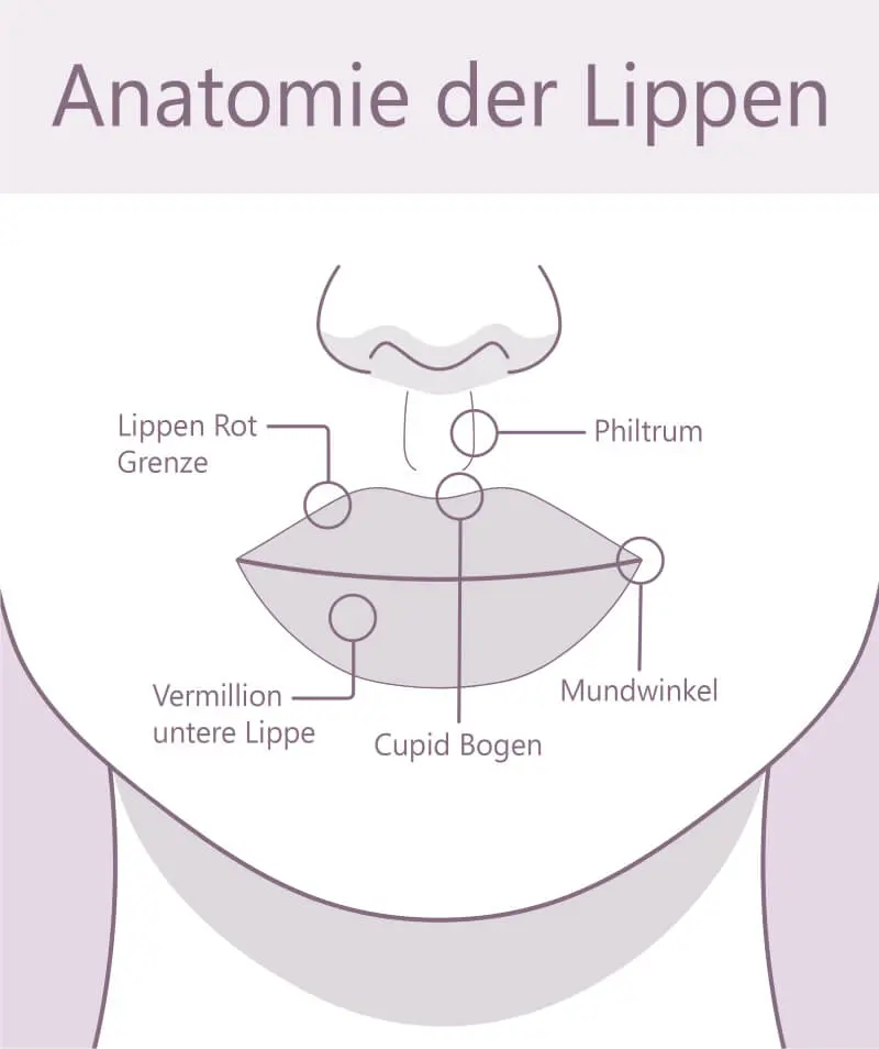 Anatomie der Lippen
