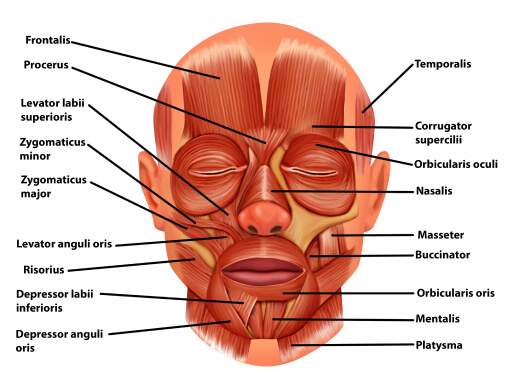 Muscles of facial expression