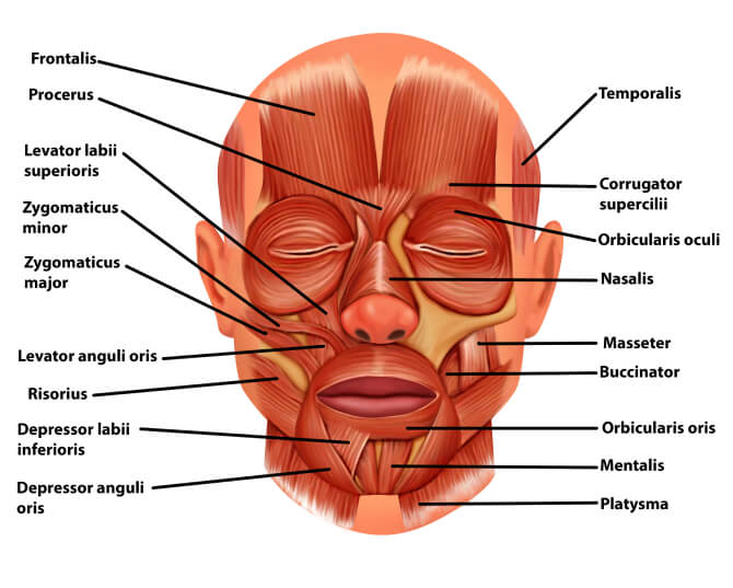 Anatomische Zeichnung der menschlichen Gesichtsmuskulatur mit Beschriftungen wie Frontalis, Orbicularis oris und Platysma.
