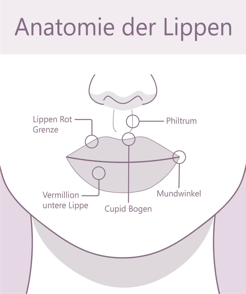 Anatomy of the lips